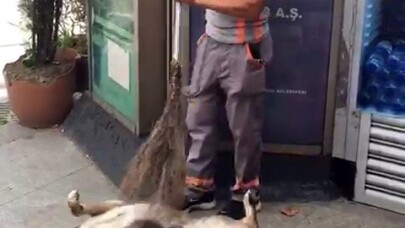 (Özel) Temizlik işçisinden köpeğe masaj