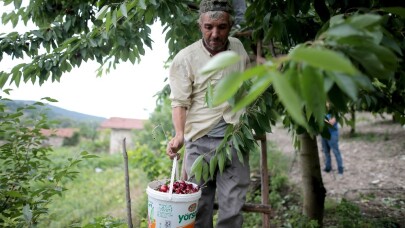 (Özel) Türkiye’nin en kaliteli kirazını yetiştiriyorlar, tek şikayetleri para kazanamamak