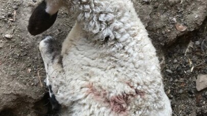 Sahipsiz köpekler kuzulara saldırdı