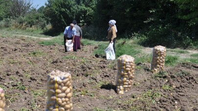 İnegöl’de patates hasadı başladı