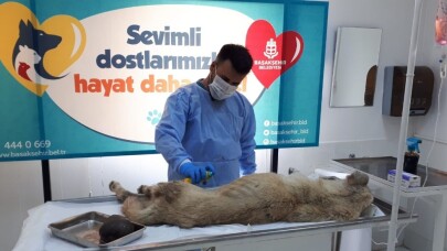 Karnındaki kistle yaşam mücadelesi veren sokak köpeğinin yardımına Başakşehir Belediyesi koştu