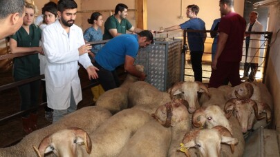 (Özel) ’Akademik’ kurbanlıklar bayrama hazırlanıyor