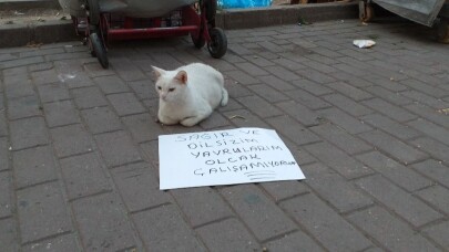 (Özel) Dilenci kedi