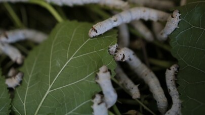 (Özel) İpekte hasat zamanı