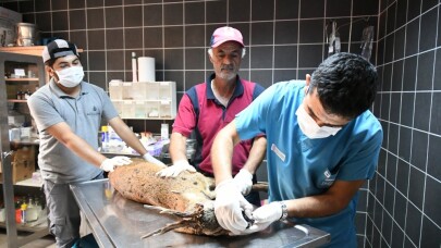 Pendik’te yaralı karacanın yardımına belediye ekipleri koştu