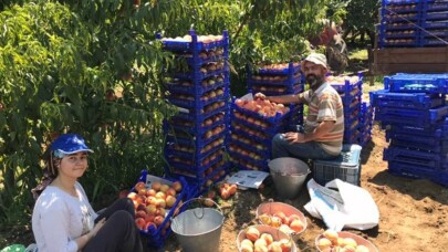 Şeftali hasadındaki rekolte çiftçiyi memnun etmedi