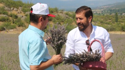Sındırgı’da mis kokulu hasat