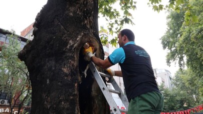 Tarihi çınar ağaçlarında bakım devam ediliyor