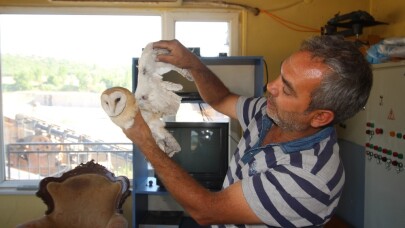 Yaralı peçeli baykuş kum ocağına sığındı