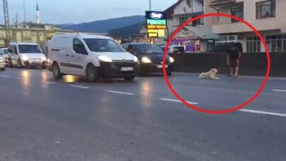 Yolun ortasına yatan köpek trafiği felç etti
