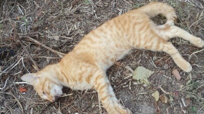 Bandırma’da kedi köpek katliamı