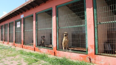 Barınakta 545 hayvana yardım eli uzatıldı