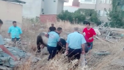 Burhaniye’de kaçan kurbanlık danayı itfaiye yakaladı