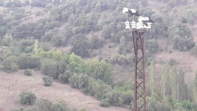 Leylekler elektrik kesintisine neden oldu