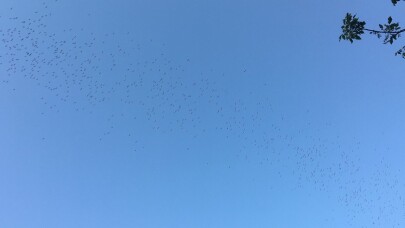 Leyleklerin göç yolcuğu başladı