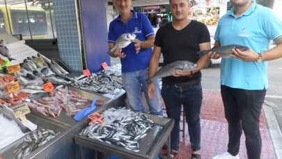 Mudanya’da balık fiyatları cep yakıyor
