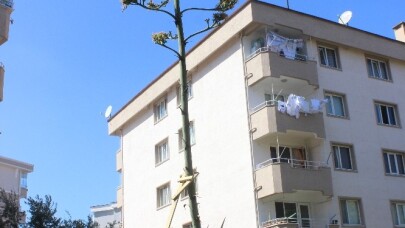 (Özel) Sitenin bahçesine ektikleri bitki 29 yıl sonra çiçek açtı