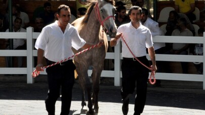 Safkan Arap taylarından 3 milyon 675 bin lira gelir elde edildi