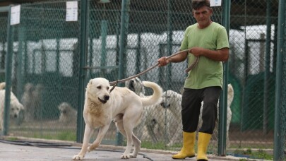 Akbaş köpeklerin yavrularıyla duygusal buluşması
