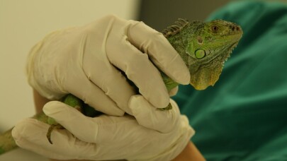 “Bahçemde büyük bir kertenkele var” ihbarı, iguananın yeni evine kavuşmasını sağladı