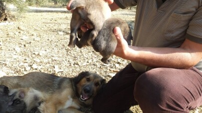 Cancan köpek kuyruksuz yavru doğurdu