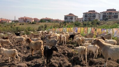 Ebru sanatçısından ilginç protesto; keçilere sergi açtı