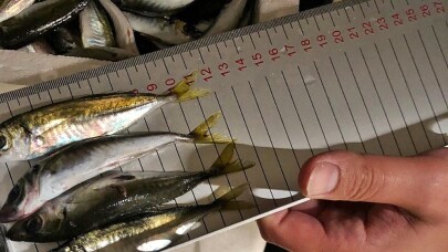 Gürpınar Su Ürünleri Hali’nde boy ölçülerine uymayan 6.5 ton balığa el konuldu