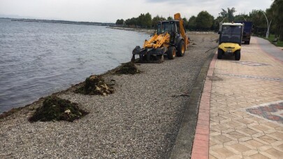 Kocaeli sahillerinden 53 ton yosun toplandı