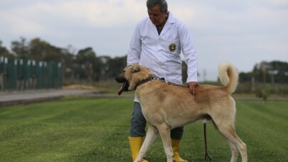 (Özel) Bu köpekler kapış kapış...Dünyaya gelmeden satılıyor