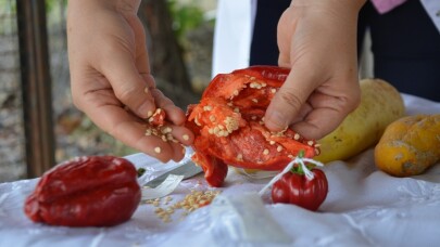 Uludağ Üniversitesi’nde yerli tohum seferberliği...