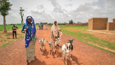 Afrika’da hayvancılığın gelişimine Türkiye’den katkı
