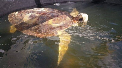 Astrid isimli caretta caretta 4 yıl sonra sağlığına kavuştu
