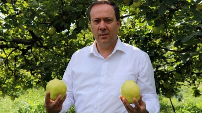 Ayva festivali iptal edildi