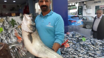 Balıkçıların ağlarına 10 kiloluk levrek takıldı