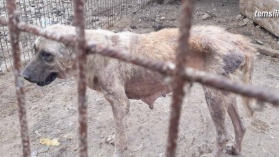 Geyve Alifuatpaşa Mahallesi sakinleri başıboş köpeklerden bıktı