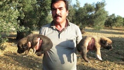 Burhaniye’de kuyruksuz doğan köpek yavruları sahiplendirilecek