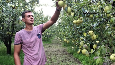 Bursa’nın dünyaca ünlü deveci armudunun hasadına başlandı