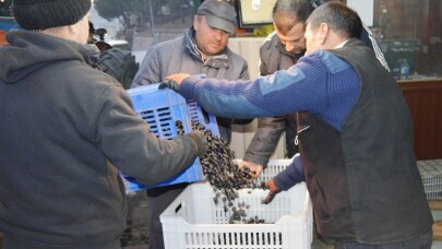 Erdek’te zeytin alımları başlıyor