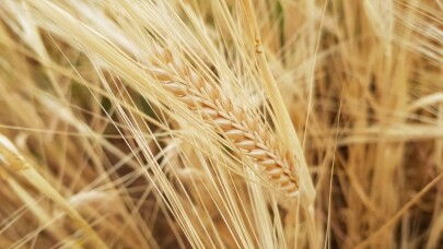Kuraklık Sigortasında ödemeler tamamlandı