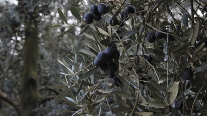 Masraflar yüzde 40 arttı, ama zeytine zam yok