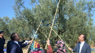 Mudanya’da zeytin hasadı başladı