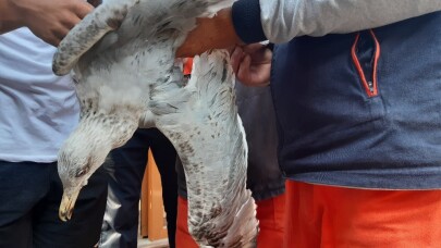 (ÖZEL) Ayakları ve gagası bağlanan martıyı belediye işçileri kurtardı