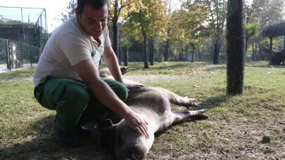 (Özel) Tapirlerin masaj tutkusu