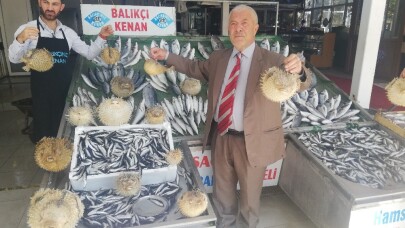Türkiye kıyılarında  ‘İstilacı Balon Balığı’ tehlikesi