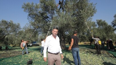 Ayvalık Ziraat Odası Başkanı Baysal, “Bu sezon zeytin, üreticinin yüzünü güldürecek”
