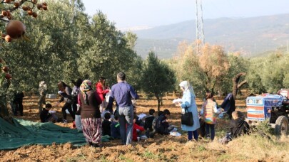 Çocuklar zeytin toplama heyecanı yaşadı