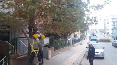 Gebze’de ağaçlara sonbahar bakımı