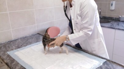 Yavru kediye fıtık ameliyatı yapıldı