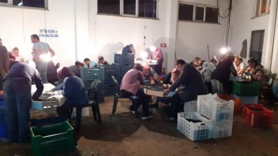 Zeytincilere "eleme" ikazı
