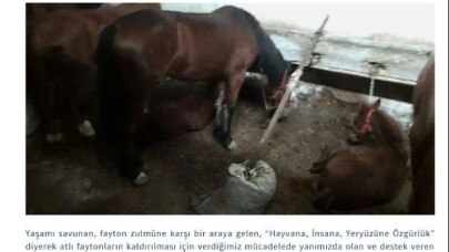 Büyükada’daki karantina ahırları görüntülendi